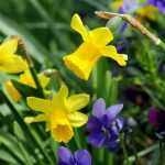 Narciso ou narciso : 8 ideias de associações