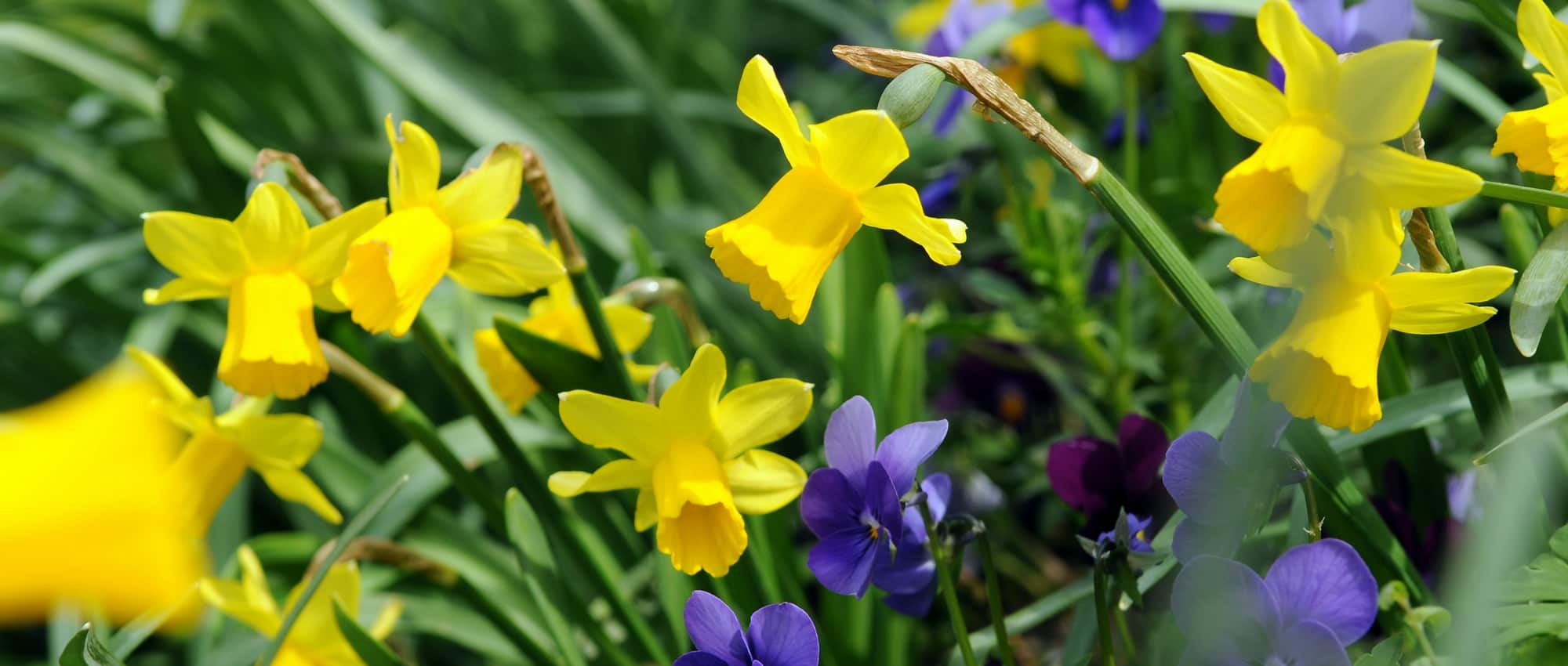 Narciso ou narciso : 8 ideias de associações