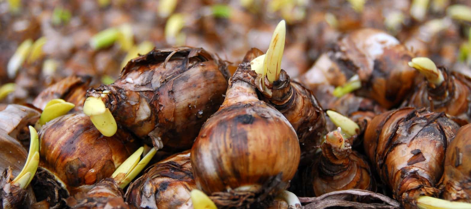 Bolbos de narcisos (foto iBulb)