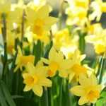 Os Narcisos : Plantar, Cultivar e Cuidar