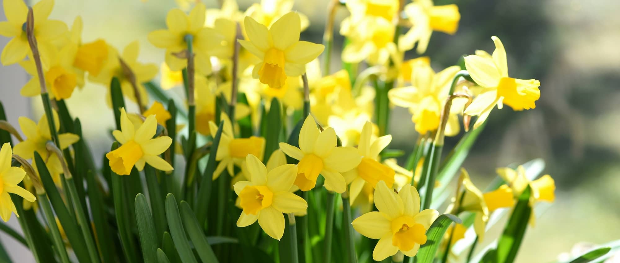 Os Narcisos : Plantar, Cultivar e Cuidar
