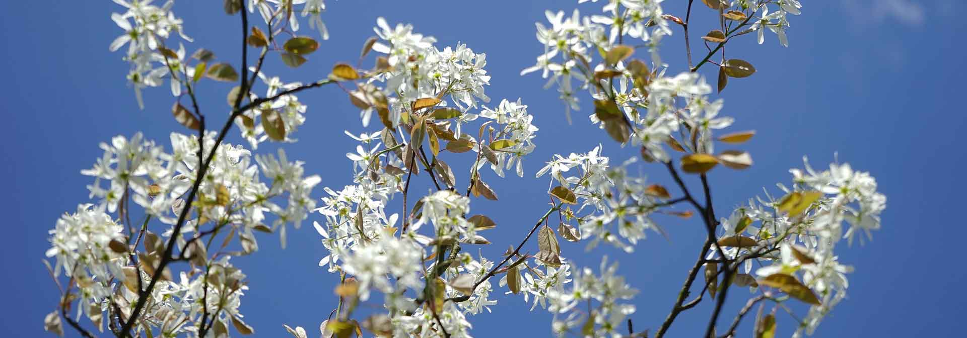 Amelenquer: plantar, podar, cultivar
