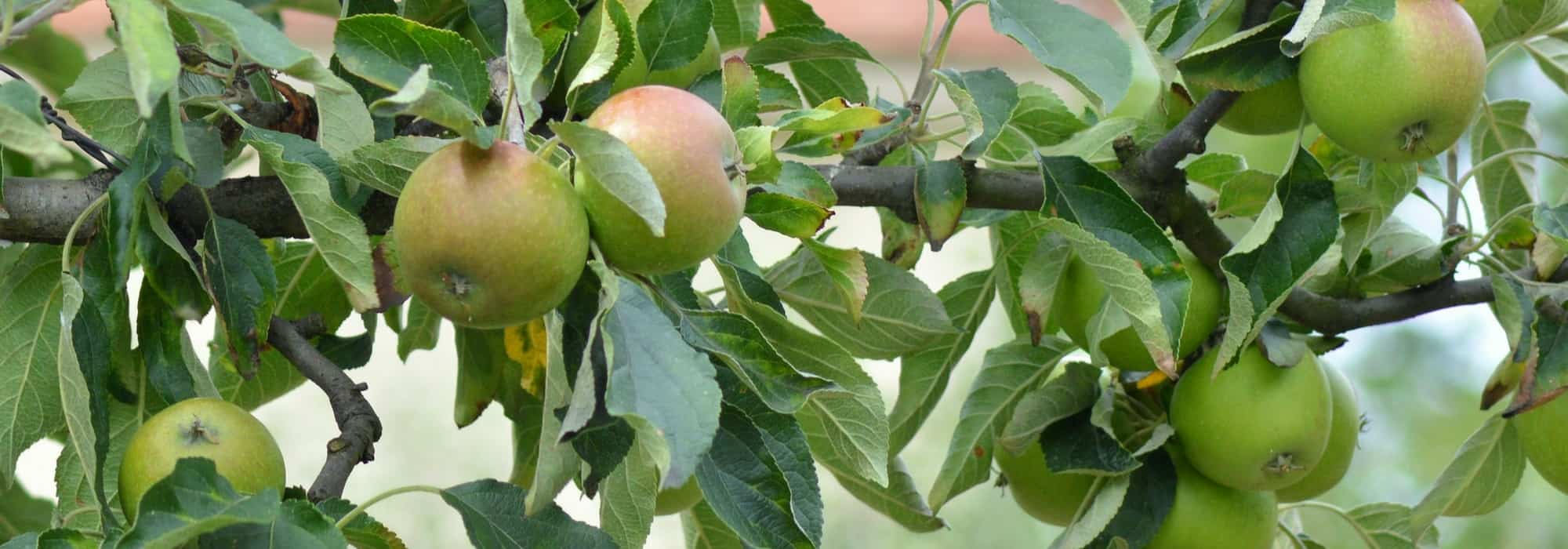 As árvores frutíferas anãs