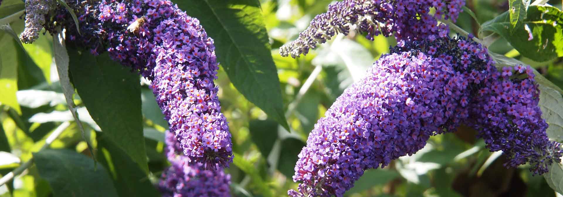 Guia completo para cultivar o arbusto-das-borboletas