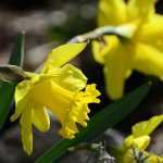 Narciso ou narciso : plantação e manutenção
