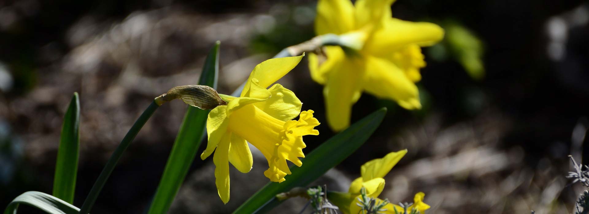 Narciso ou narciso : plantação e manutenção