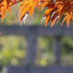 Bordos do Japão: 9 ideias de associações bem-sucedidas