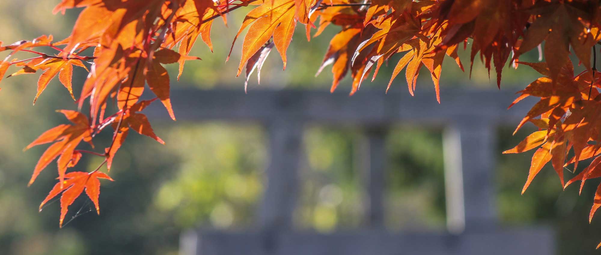 Bordos do Japão: 9 ideias de associações bem-sucedidas