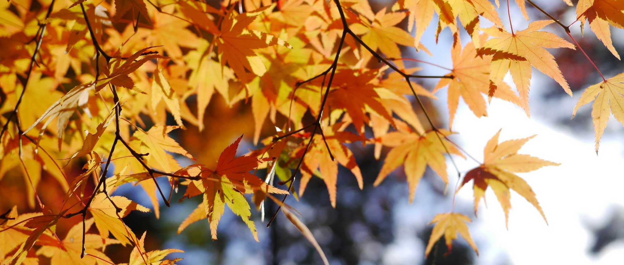 Bordo do Japão: plantar, podar e cuidar