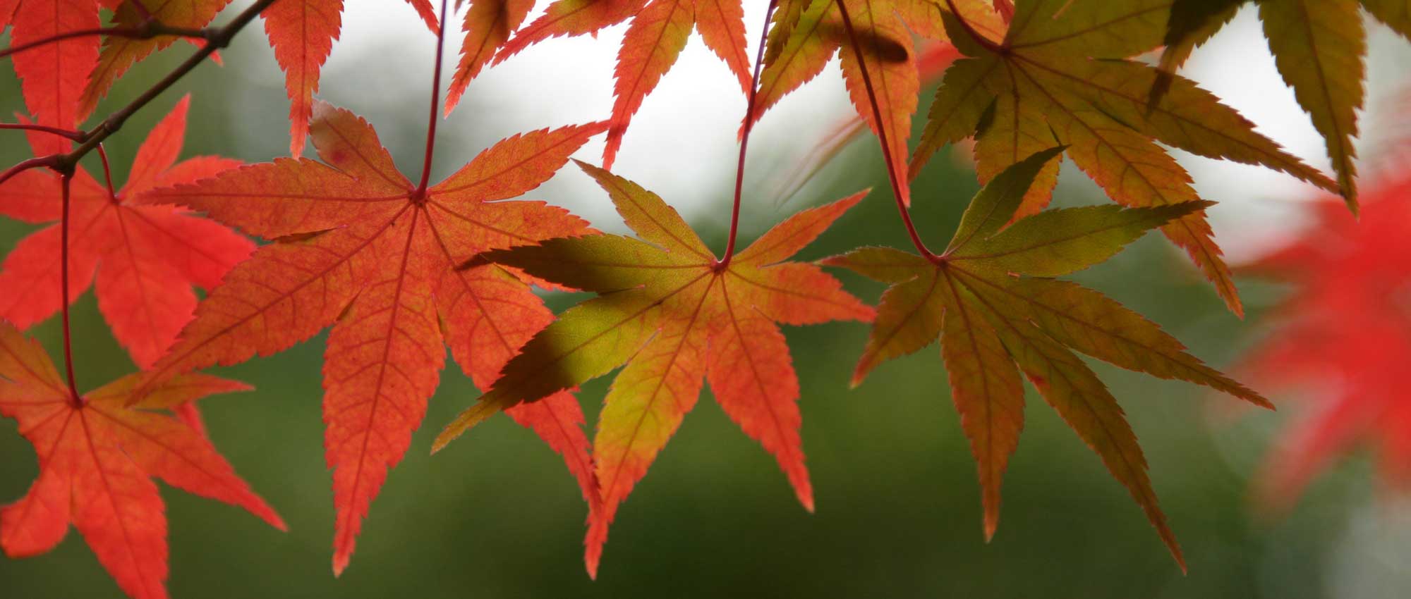 Guia completo para a plantação e manutenção do bordo do Japão
