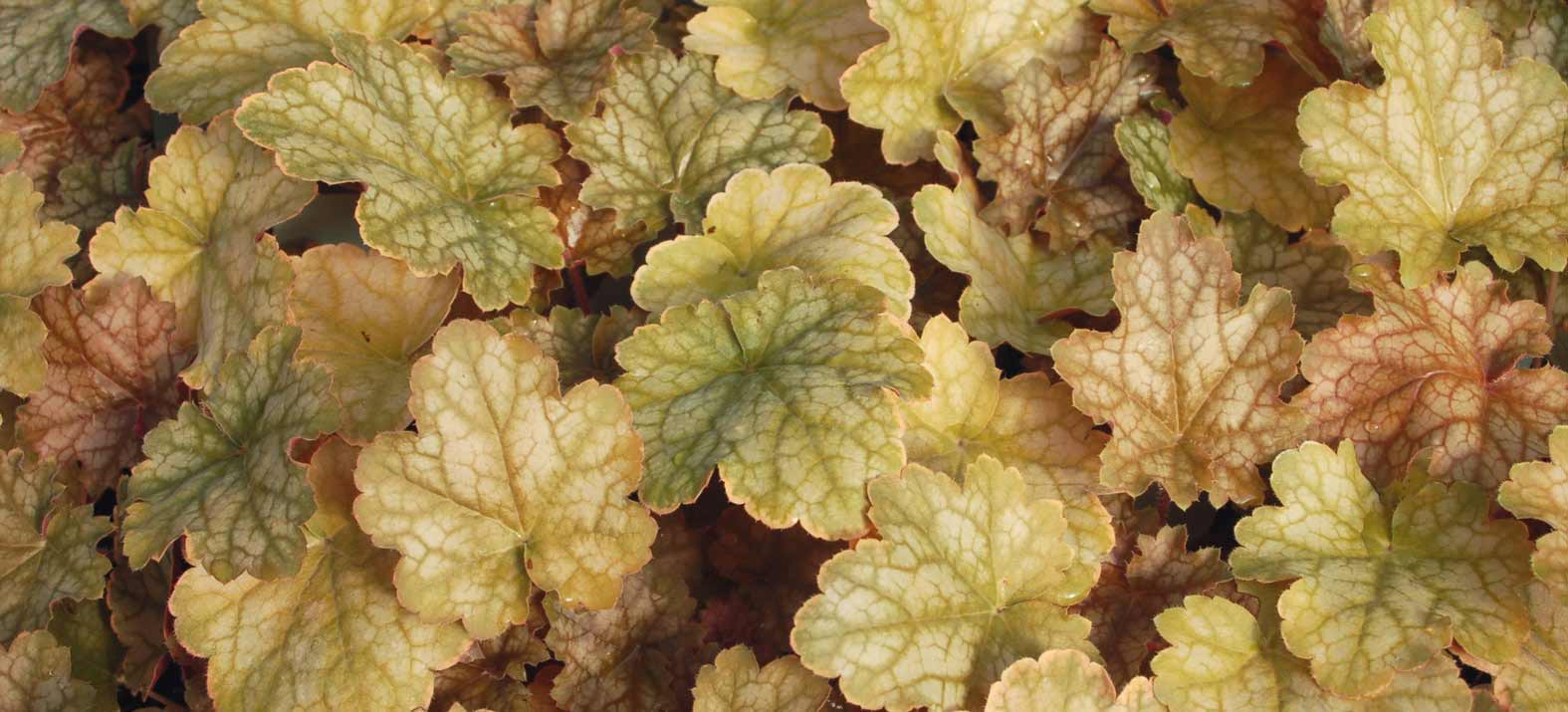 A folhagem bronzeada - alaranjada do sino-de-coral 'Ginger Ale'