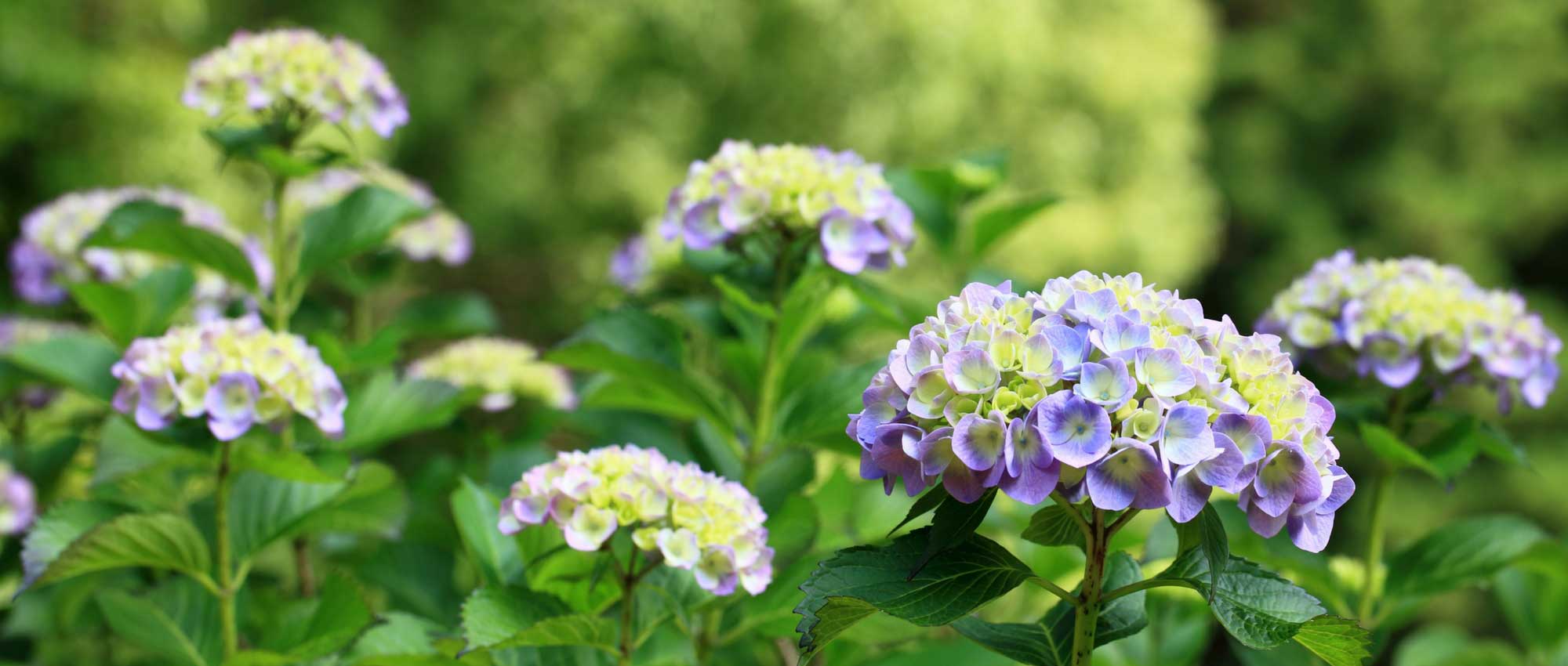 Hortênsias: como escolhê-las?