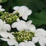 Viburnum, Viburno: 8 ideias de associações bem-sucedidas