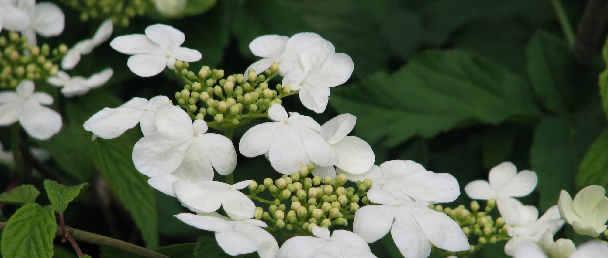 Viburnum, Viburno: 8 ideias de associações bem-sucedidas