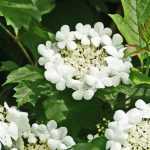 Viburnum, viburno: que variedade escolher?