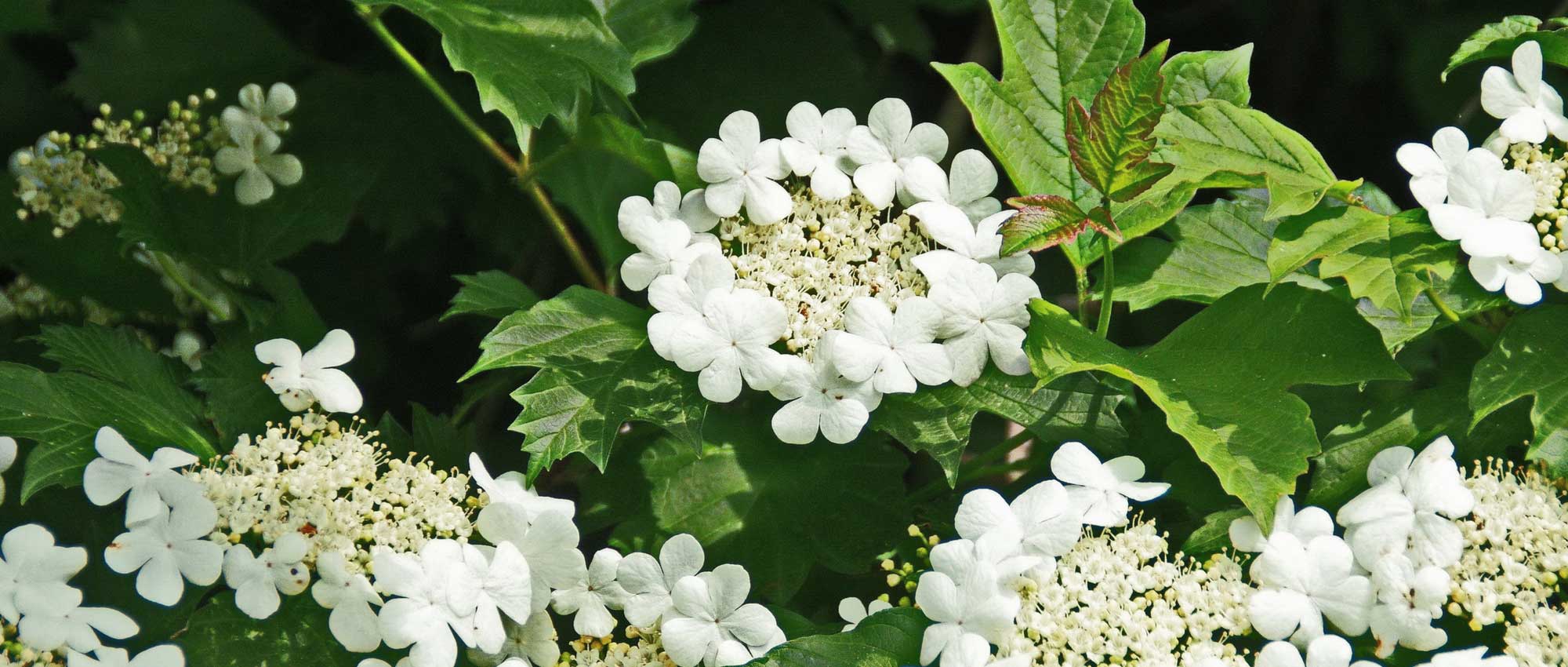 Viburnum, viburno: que variedade escolher?