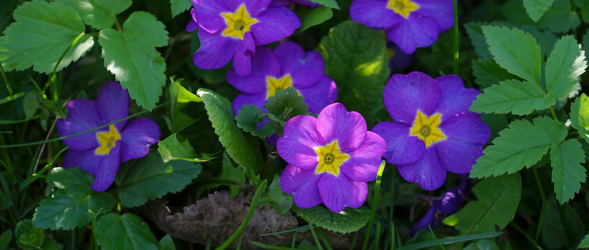 Prímulas: 7 ideias de associação no jardim