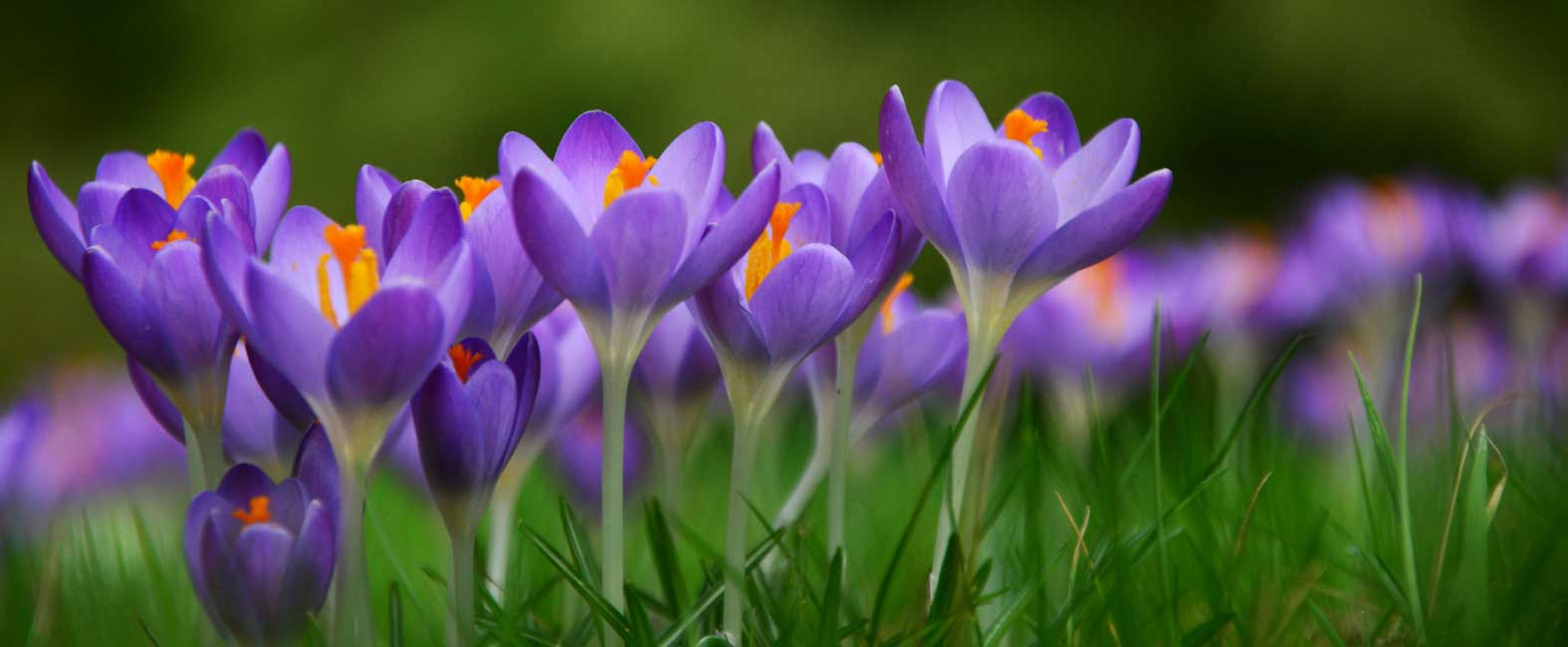 A floração dos açafrões-da-primavera