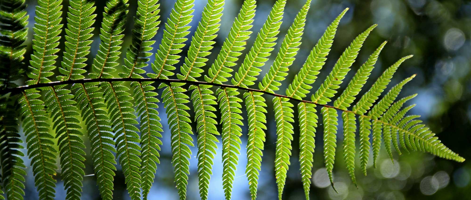 As fetos: plantar e cultivar