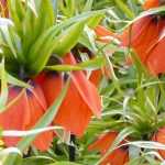 Fritilária: plantação, cultivo e cuidados
