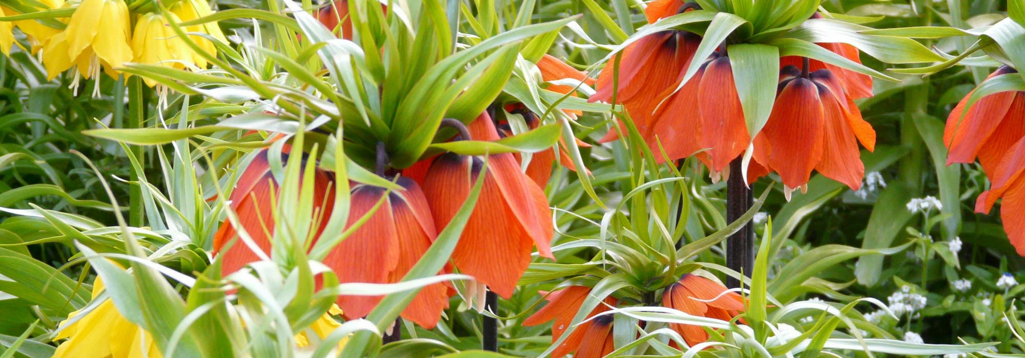Fritilária: plantação, cultivo e cuidados