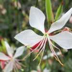 Gaura lindheimeri: quando, onde e como plantá-la?