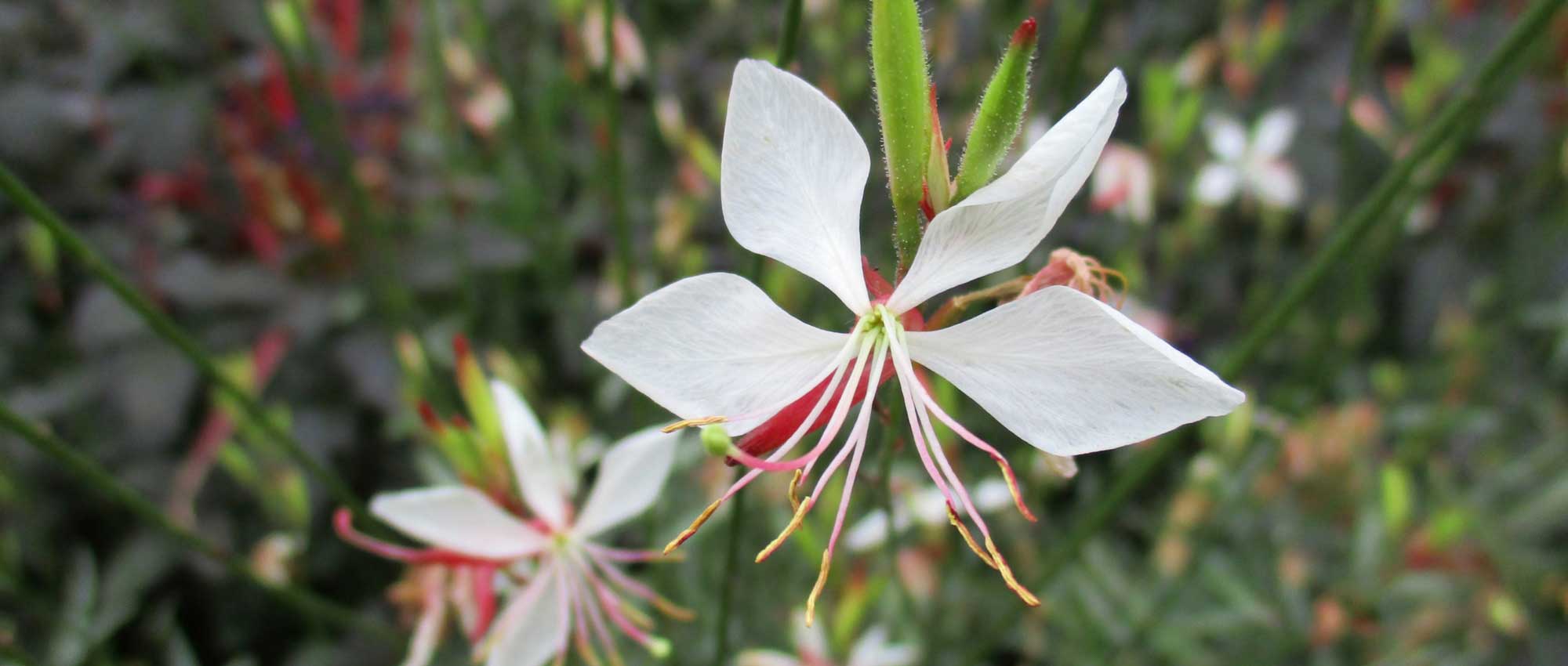Gaura lindheimeri: quando, onde e como plantá-la?