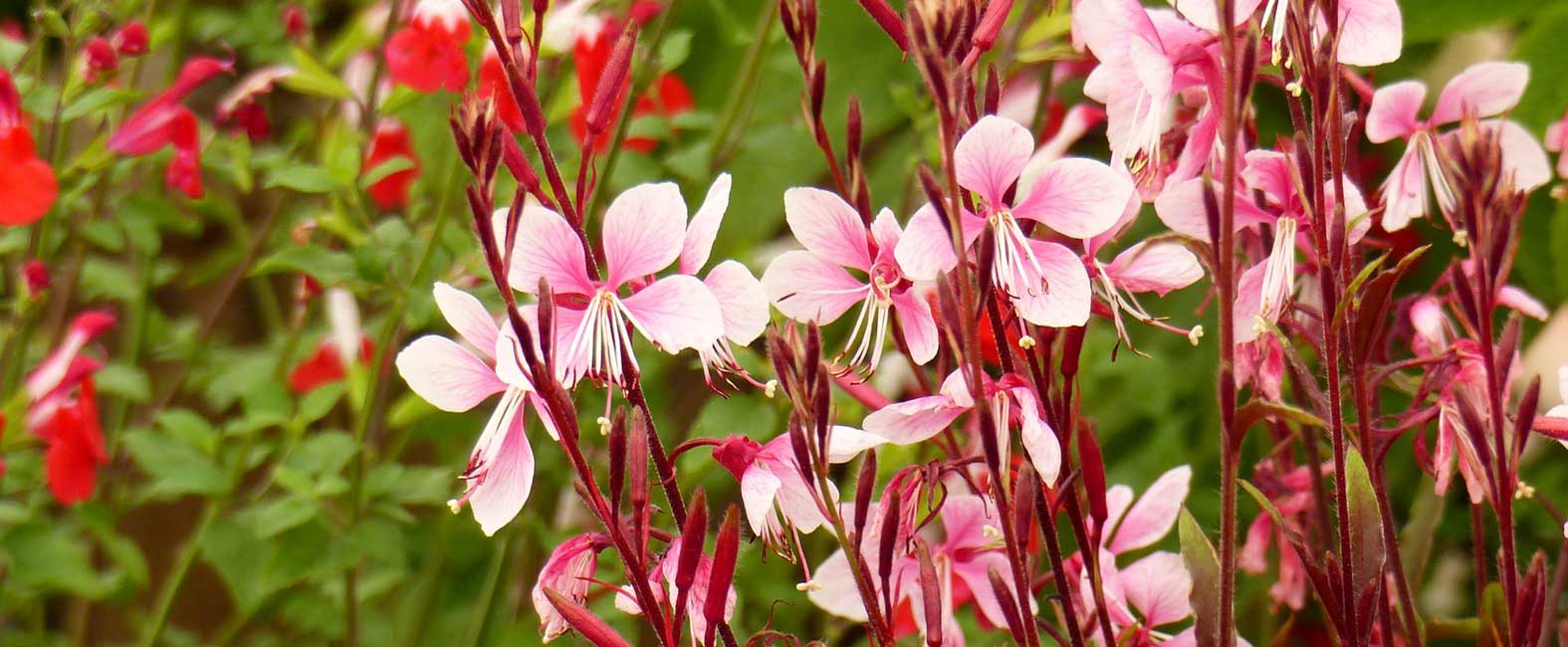 A floração rosa suave da vela-da-pradaria
