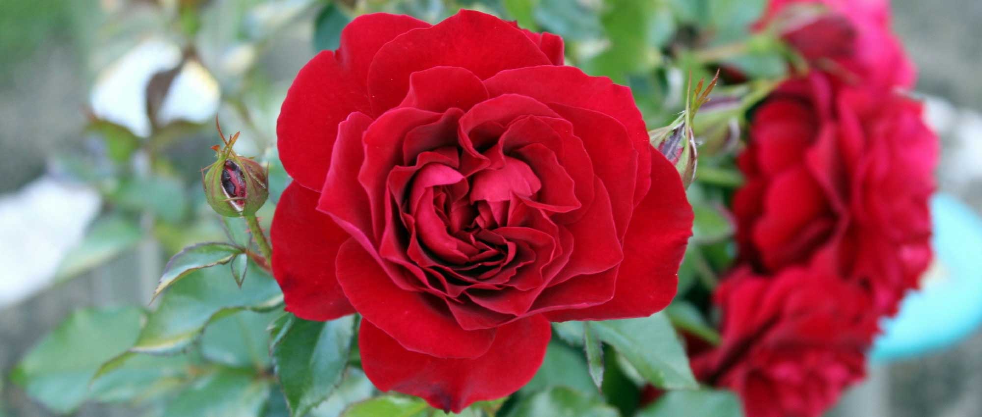 Roseiras: as melhores variedades e como as cultivar
