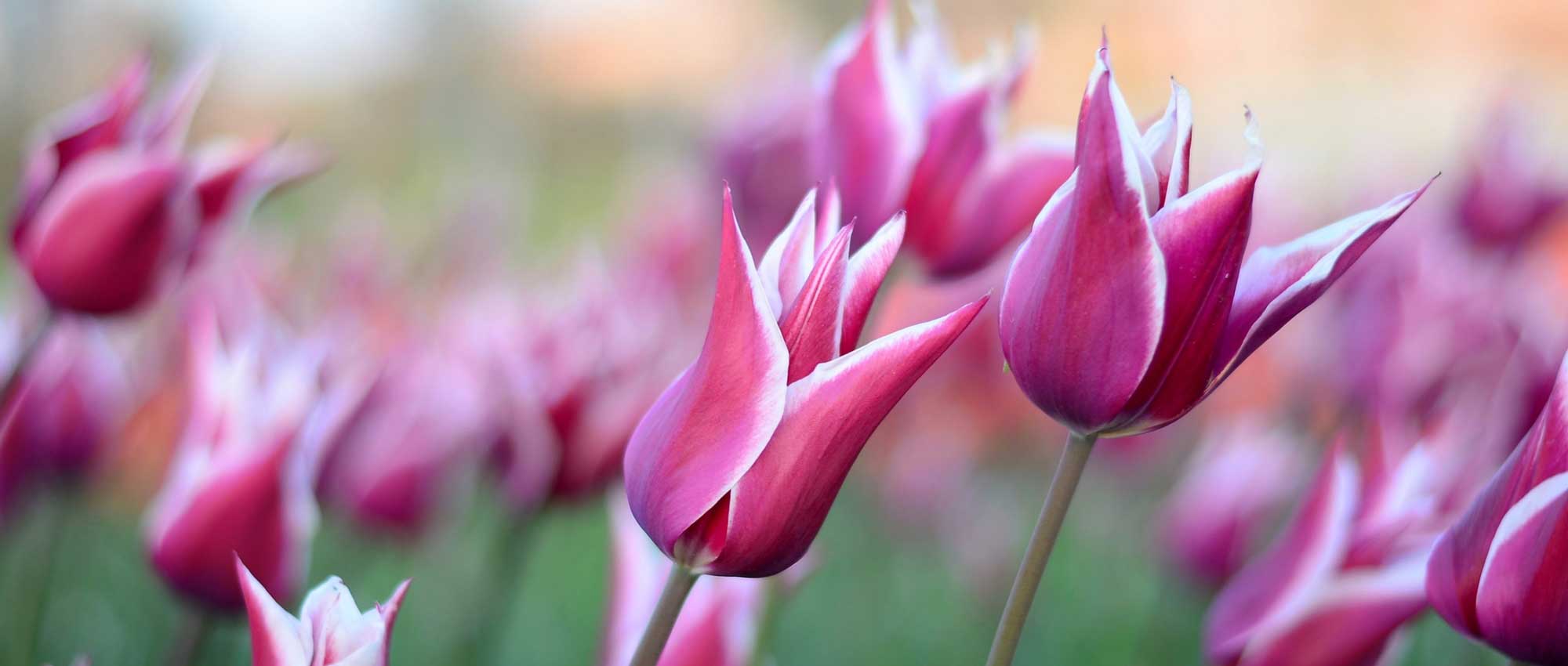 Tulipas: plantar, cultivar e cuidar