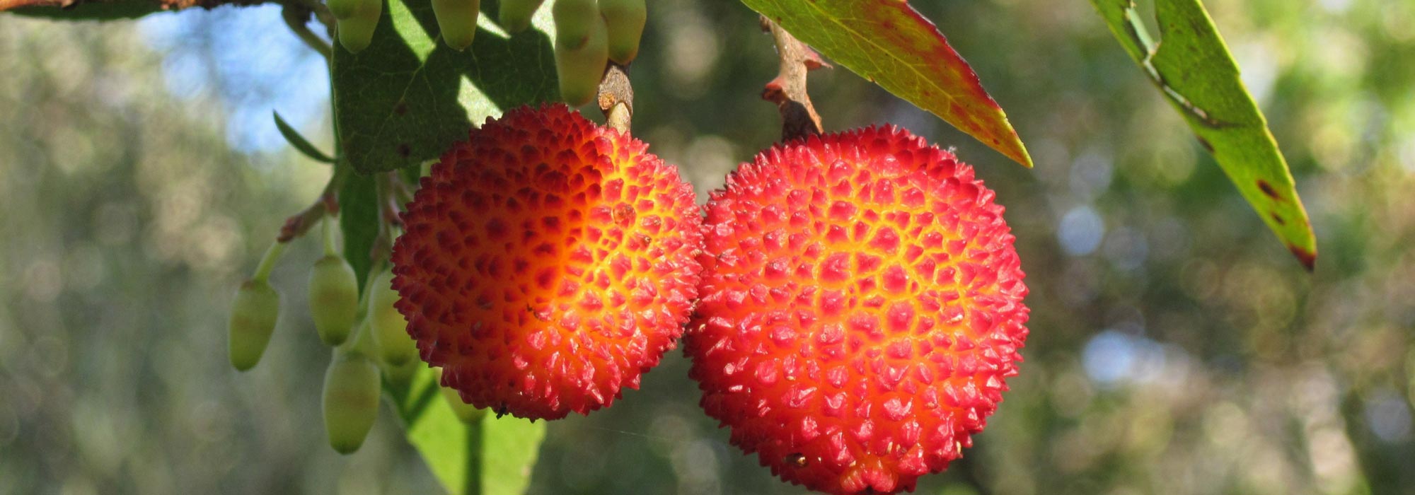 Medronheiro, Arbutus : plantação, poda e conselhos de manutenção