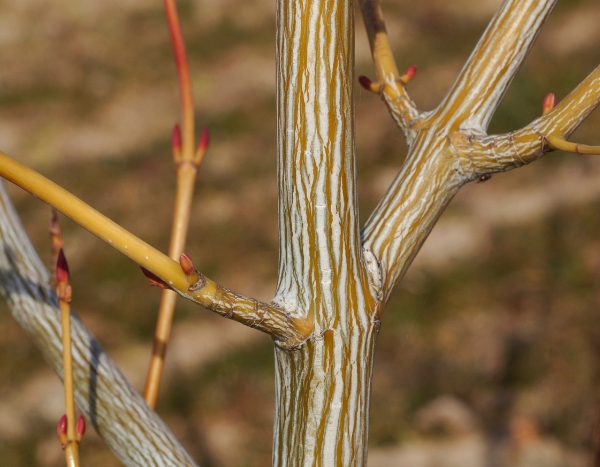 5 árvores e arbustos de ramos coloridos que não podem faltar no jardim de inverno