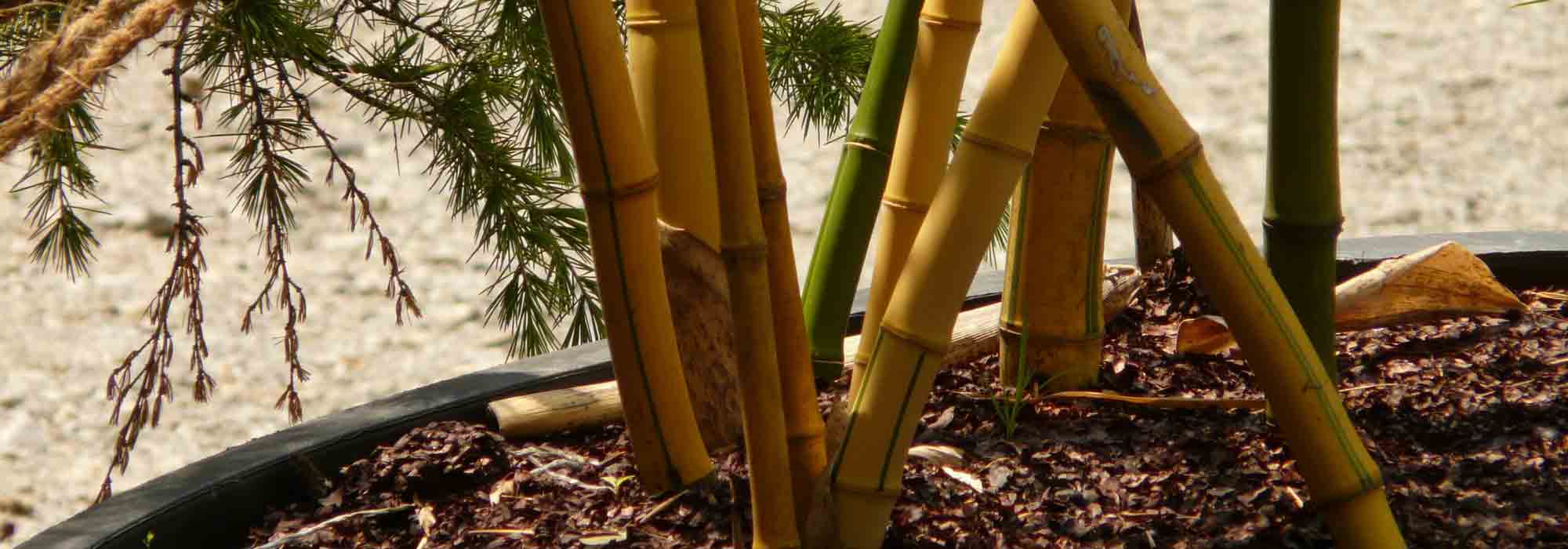 Cultivar um bambu de sebe em vaso