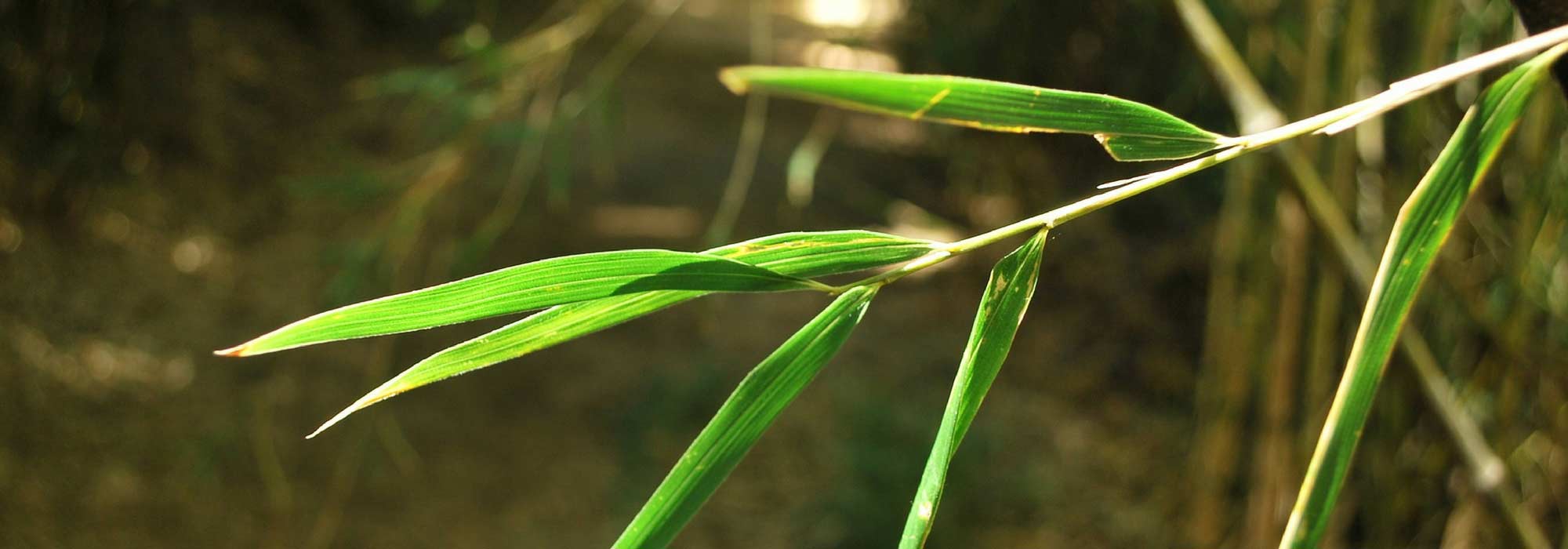 Sebe de bambu de sebe: que variedades escolher?