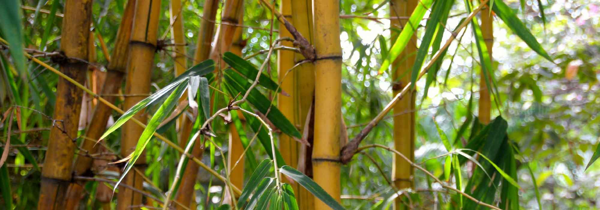 Bambu de sebe: uma plantação bem-sucedida em 4 etapas
