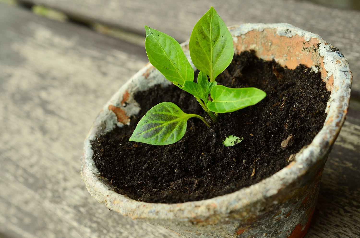 Turfa, areia, perlite, vermiculite, bolas de argila, pozolana...