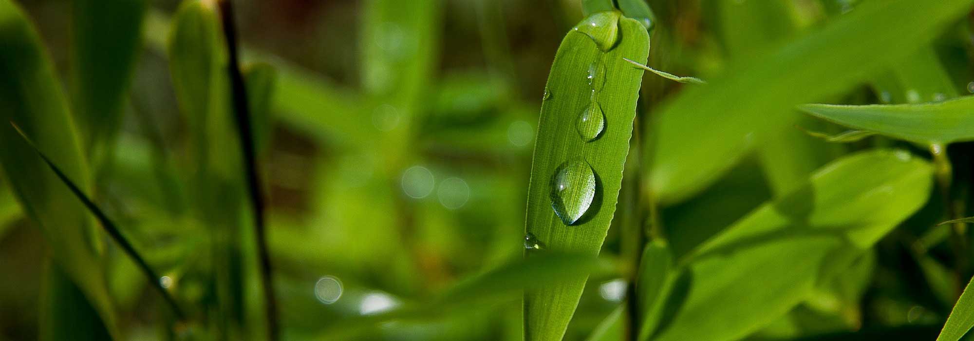 Manutenção e poda do bambu de sebe