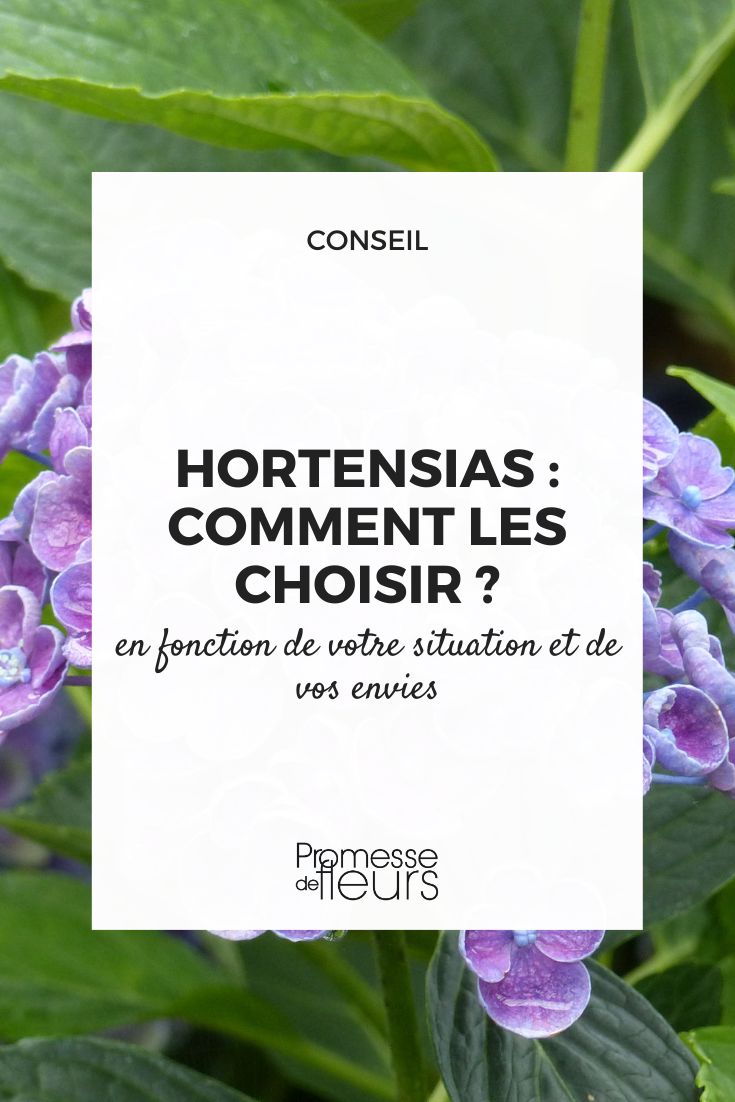 os nossos conselhos de especialista para escolher bem a sua hortênsia