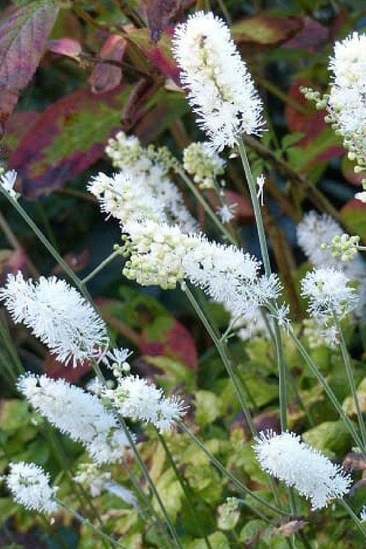 5 plantas perenes de floração tardia que não podem faltar no seu jardim