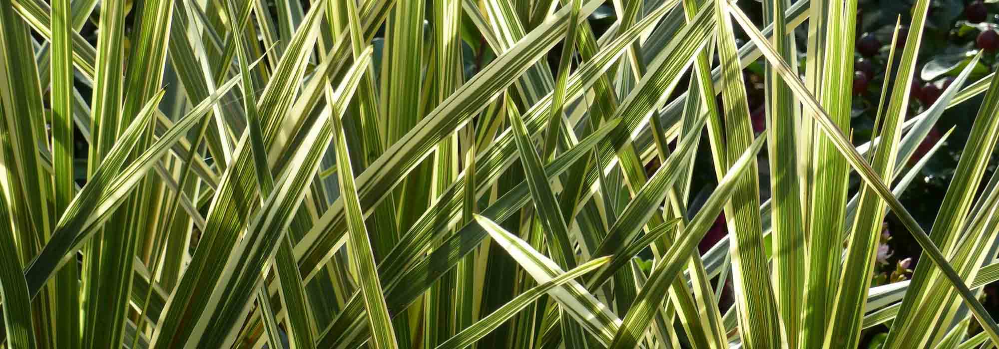 Cordilina: plantar, cultivar, cuidar
