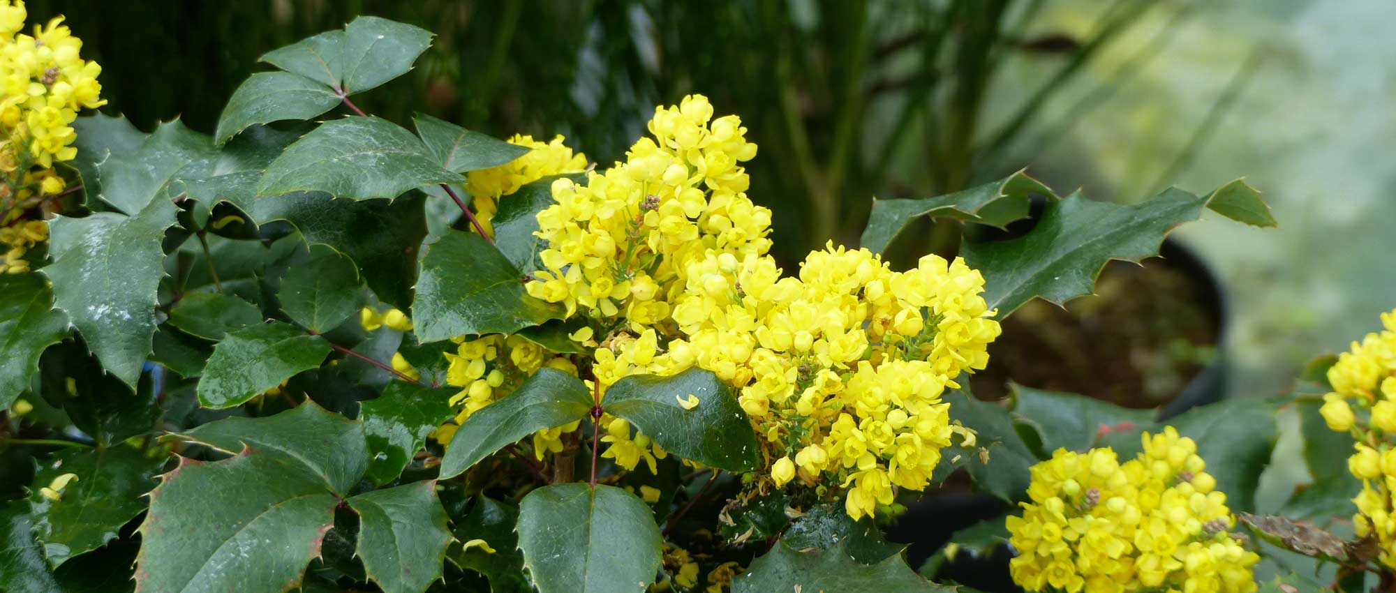Mahónia: plantar, podar e cuidar
