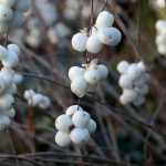 Uva-de-neve: plantar, podar e tratar