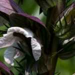 Acanto: plantar, cultivar e tratar