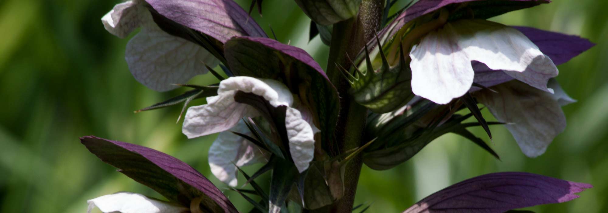 Acanto: plantar, cultivar e tratar