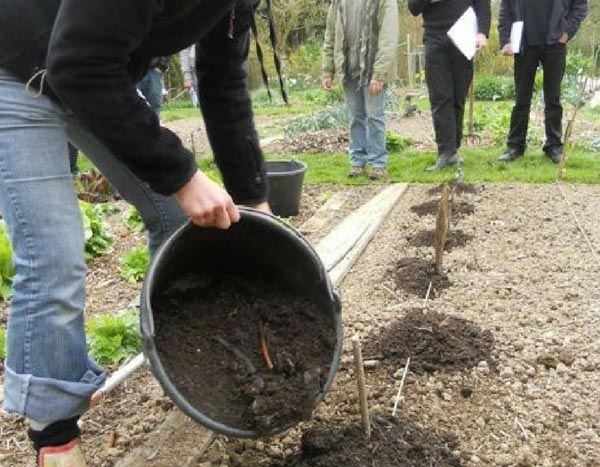 7 formas de aprender a jardinar