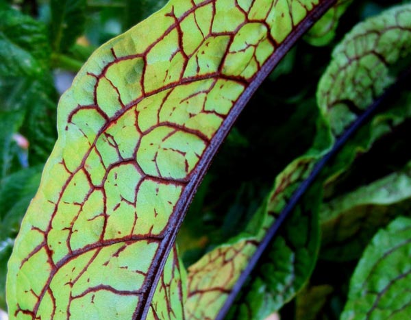 Plantas aromáticas de folhagem notável: as minhas preferidas