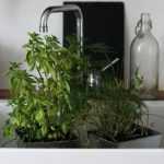 Plantas em vasos e rega: como gerir o calor intenso durante a tua ausência