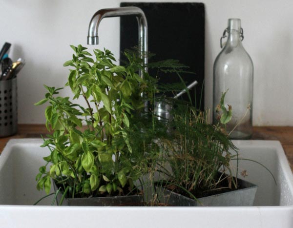 Plantas em vasos e rega: como gerir o calor intenso durante a tua ausência