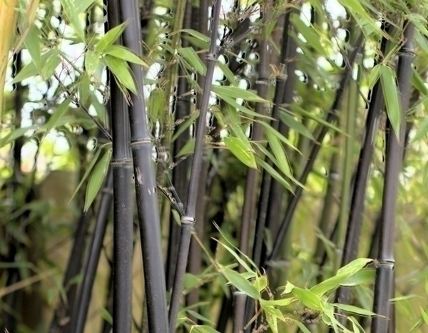 Deves plantar bambu de sebe no teu jardim?