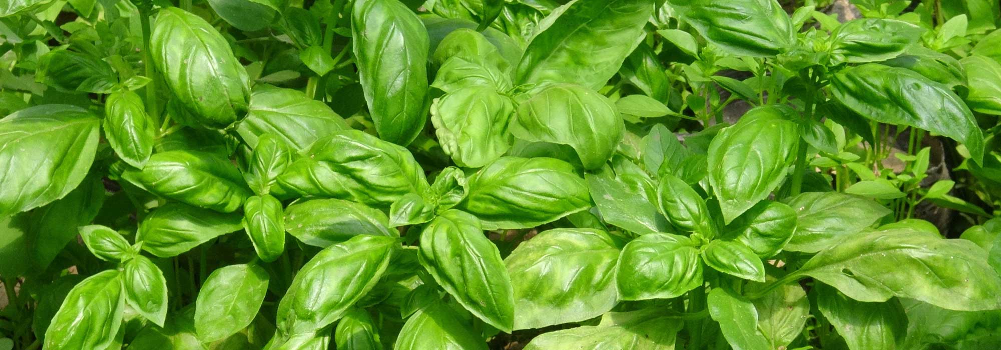 O manjericão: semear, plantar, cultivar